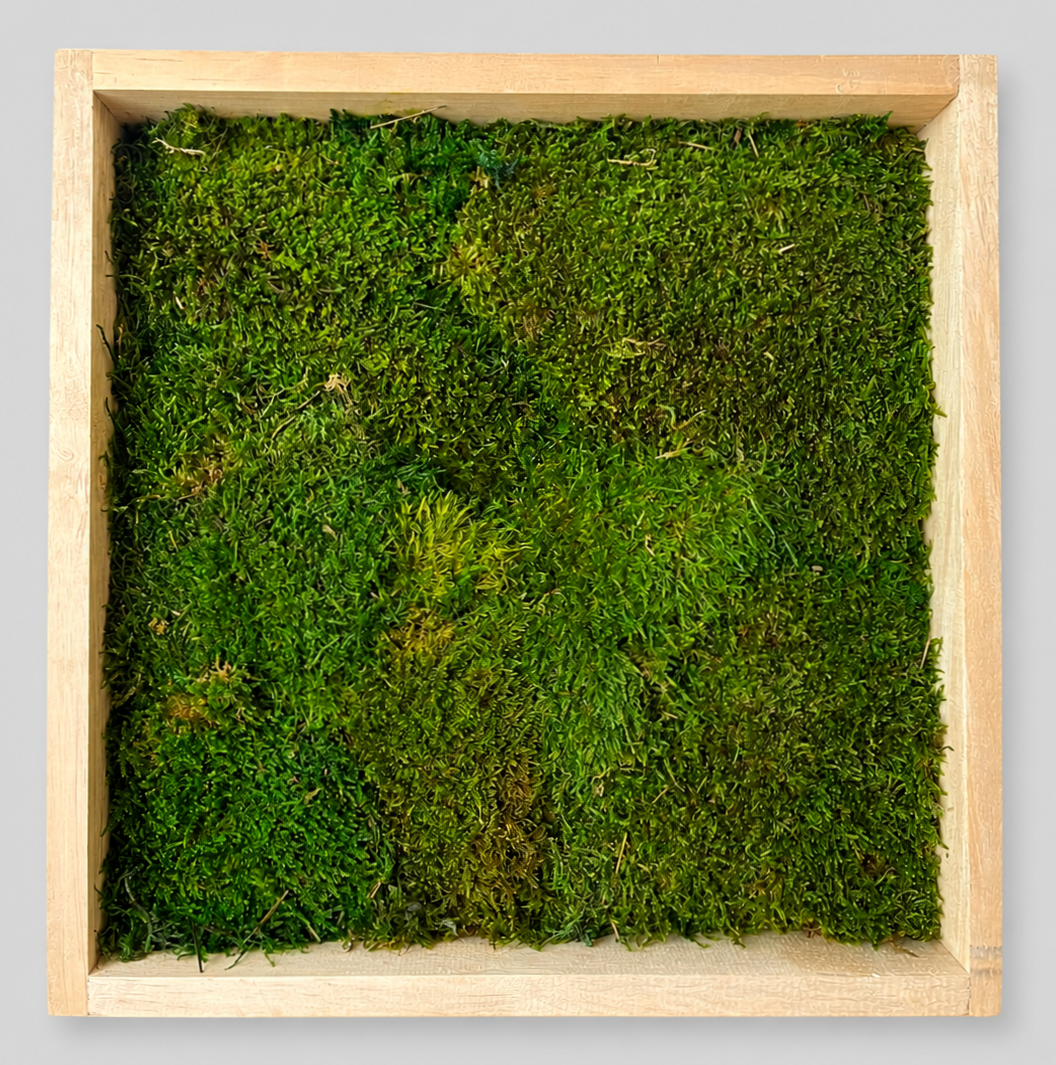 Cuadro de madera - Musgo plano