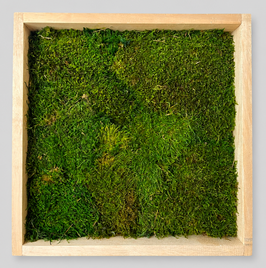 Cuadro de madera - Musgo plano